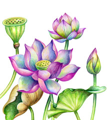 watercolor botanical illustration, lotos flowers, oriental garden nature, pink water lillies, green leaves, lotus, tropical floral clip art isolated on white