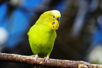 Yellow-Green Budgie Parakeet