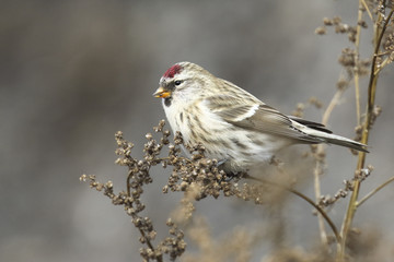 Common Redpoll