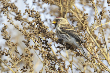 Common Redpoll