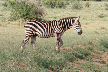 Obraz na płótnie Canvas afrikanisches Zebra im Nationalpark