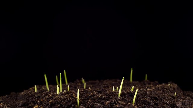 Accelerated Growth of Fresh New Green Grass on the Dark Earthen Ground. Timelapse. 4K.
