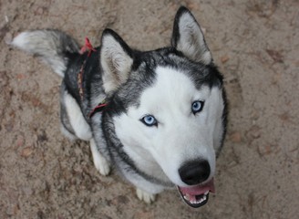  Dog with blue eyes