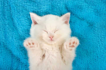 Weißes Kätzchen schläft auf blauer Decke