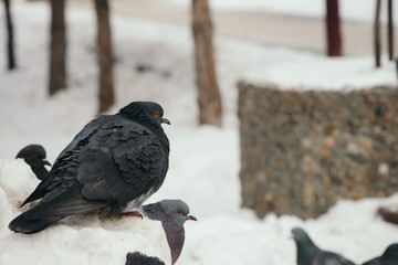 Gray pigeon sits on snowdrift in park in winter surrounded by other pigeons.