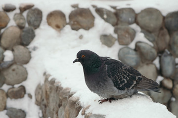 Gray pigeon on round fence in park in winter.