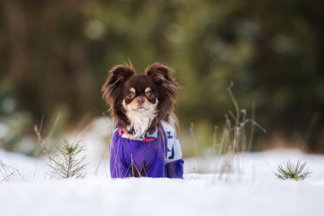 adorable brown chihuahua dog standing outdoors in winter