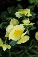 Obraz premium Nature