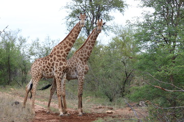 giraffe