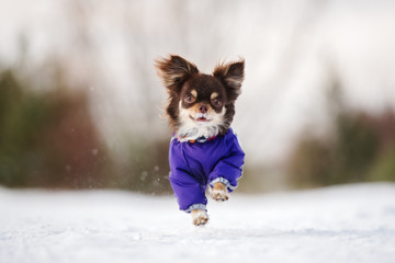 happy chihuahua dog running outdoors in winter