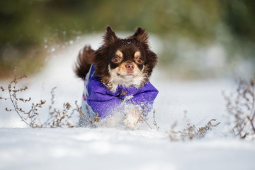happy chihuahua dog running in the snow