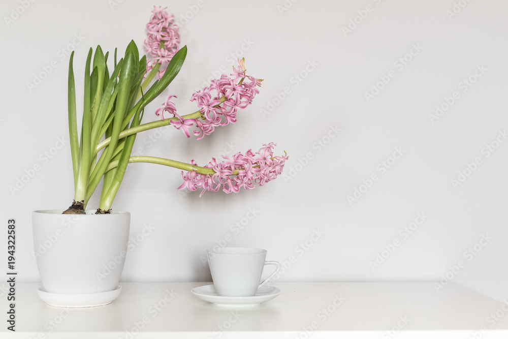 Wall mural Pink hyacinth flower in the white pot standing next to one cup of coffee International Women's Day