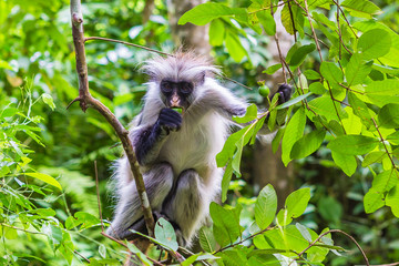 Zanzibar red colobus monkey. Zazibar, Tanzania.