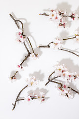 almond tree branch