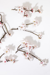 almond tree branch
