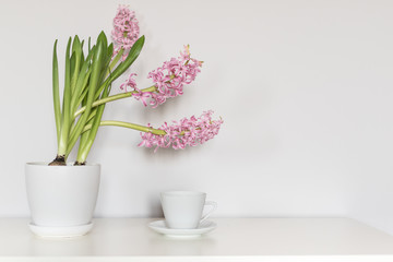 Pink hyacinth flower in the white pot standing next to one cup of coffee International Women's Day