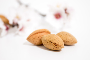 almond tree branch and almonds
