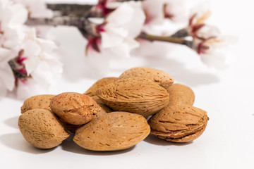 almond tree branch and almonds