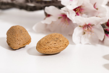 almond tree branch and almonds