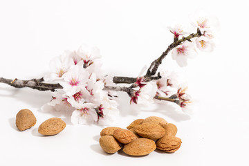 almond tree branch and almonds © Mauro Rodrigues