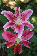 Lily flower