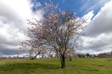 Beautiful almond trees
