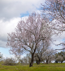 Beautiful almond trees