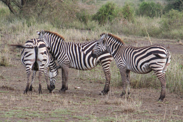 Fototapeta na wymiar afrikanische Zebras im Nationalpark