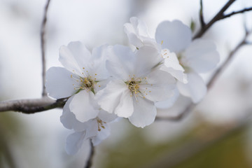 Beautiful almond trees
