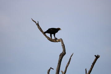 adler