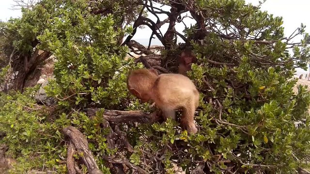 Baby monkey looks at the camera on a tree