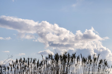 tall grass in the swamps