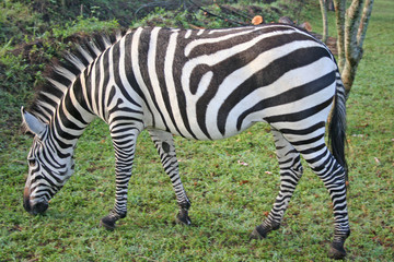 Fototapeta na wymiar afrikanisches Zebra im Nationalpark