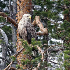white-tailed eagle in the tree