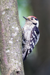Lesser Spotted Woodpecker