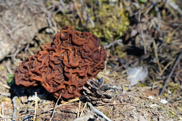 false morel