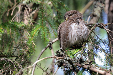 Eurasian Pygmy Owl 