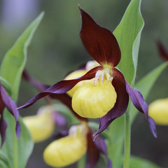 Slipper-orchid 