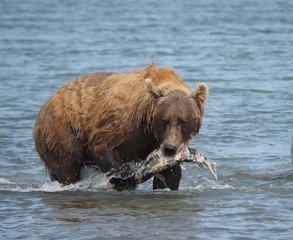 Grizzly beim Lachsfang