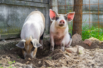 Two cute piglets playing free in the backyard, in a beautiful day of spring.
