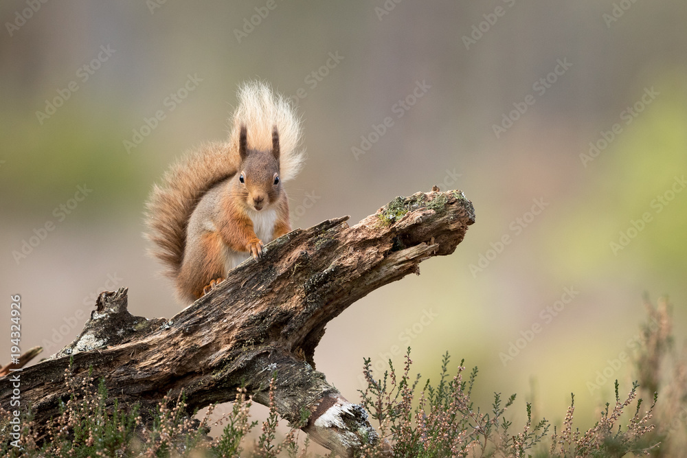Wall mural red squirrel perched on a log with a green and brown background and heather in the foreground.
