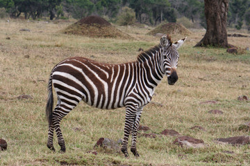 afrikanisches Zebra im Nationalpark
