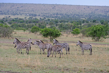 Fototapeta na wymiar eine Herde afrikanischer Zebras