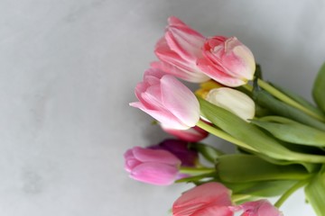 
spring flowers tulips