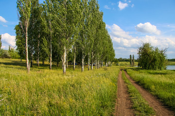 Fototapeta premium Tavriysky blooming steppe in summer