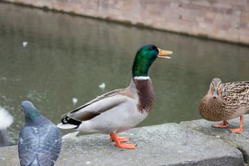 Duck