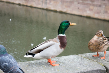 Duck