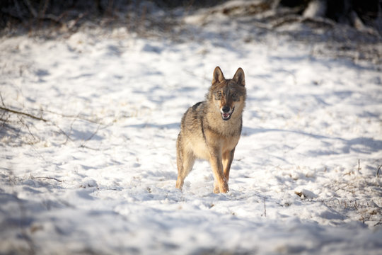 Wolf im Winter