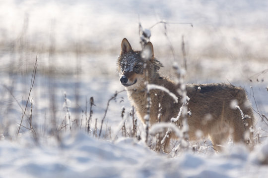 Wolf im Winter