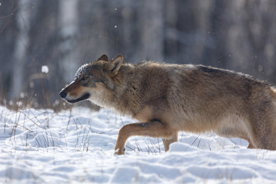 Wolf im Winter